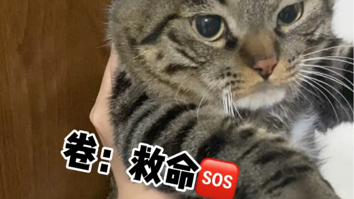 ฉากจุ๊บแรงๆ ของเจ้าเหมียวตัวใหญ่สดๆ