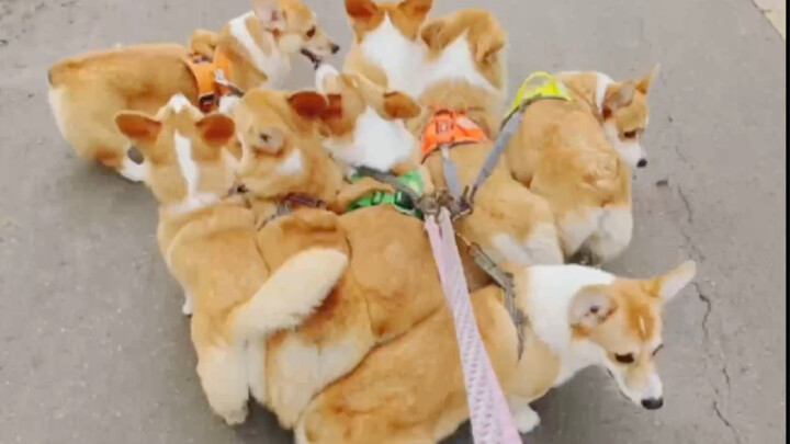 [Corgi] Eight Corgis Tearing Up the Blanket~