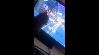 Cat Vs Yelan I Genshin Impact 2.7 Is So Good Even Cats Play It!