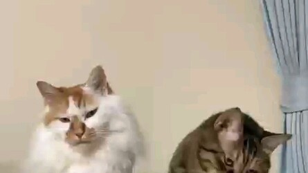 Cat Version of a Clip from "Hidden in the Dust"