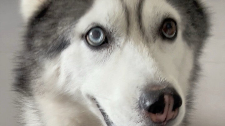Such a niche fetish—loving to watch dog paws