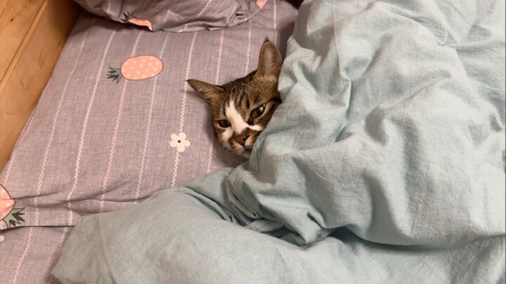Bagaimana rasanya saat kucing juga mulai menggunakan selimut listrik?