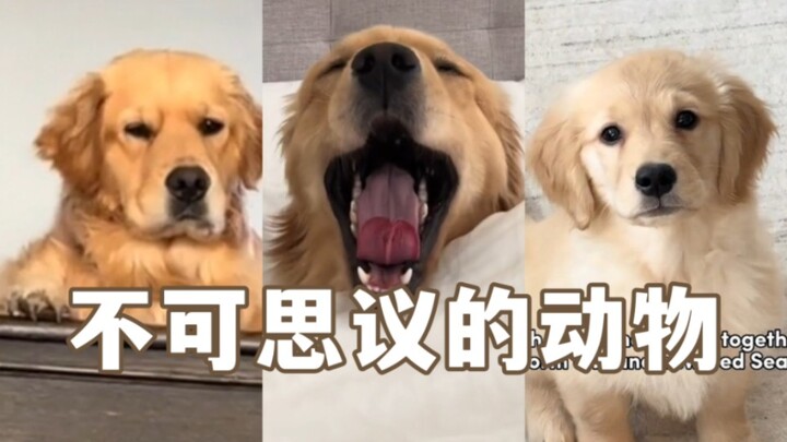 مذهل! هذا الحيوان يقتل بعضه البعض فعلاً!