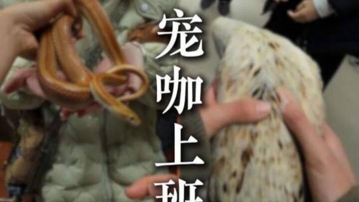 Một ngày đi làm của thú cưng nổi tiếng