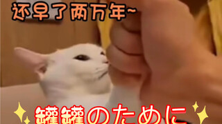 【Nhạc phim gốc của Cat】là tiếng Nhật