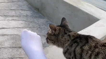 Cat: This smell hits the spot—it’s so good!