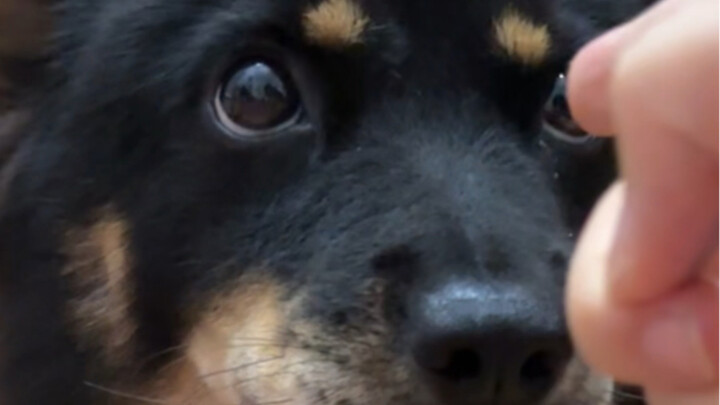 Kantong beras malah jadi penjaga makanan?! Aku akui pertarungan big ass ini benar-benar menyadarkank