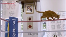 Osaka- Fighting Kitties - A Cat's-Eye View of Japan