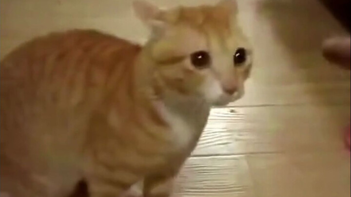 Kucing ini sangat berubah-ubah