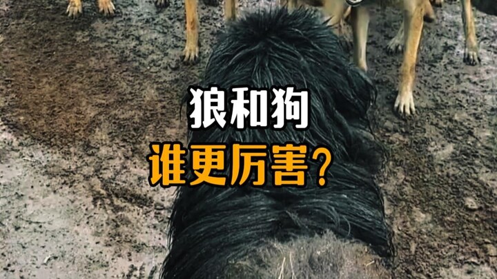 หมาป่ากับสุนัข ใครเก่งกว่ากัน?