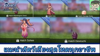 Ragnarok M ไกด์  - แนะนำสัตว์เลี้ยงสุดโหดทุกอาชีพ !!