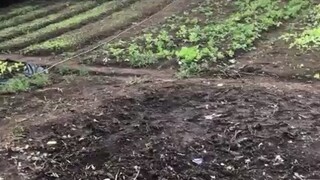 你一直原地打转，抱怨环境、羡慕别人、却不愿改变自己。你要相信——每一次不被看好的坚持，每一个默默努力的清晨，都会在未来的某个时刻，变成别人羡慕的故事。