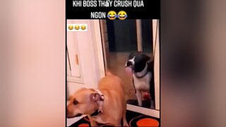 Có sen nào giống boss hơm 😂😂thucung fyp dongvathaihuoc animals yeudongvat dog