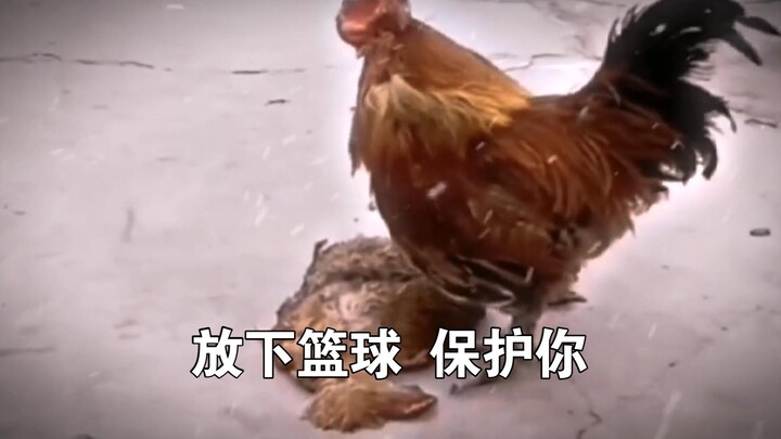 放下篮球，却保护不了你