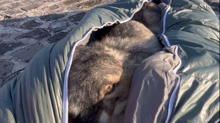 Xin chào, tôi là sói. Mệt rồi có thể đến túi ngủ của sói nghỉ ngơi được không?