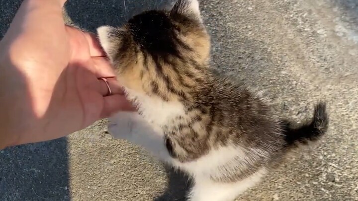 Kucing kecil di rumah tetangga