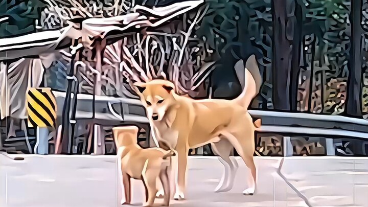 Pendidikan Keluarga Anjing Pedesaan Tiongkok