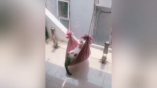 Người ta đang chill mà cứ kêu kêu quạu á 😖 cats cat catsoftiktok catlover meocute mèo meow