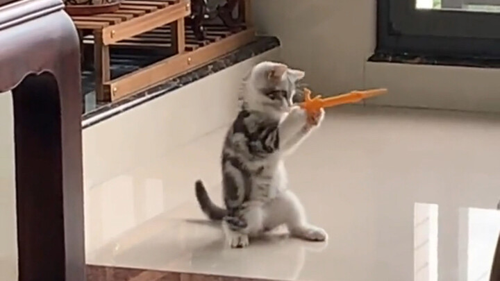 Mungkin inilah alasan mengapa manusia menyukai anak kucing!