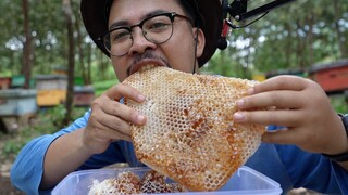 MAKAN SARANG LEBAH DI HUTAN | ASMR HONEYCOMB | BIYAN SLAM