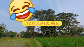 Di Kejar-kejar Lebah