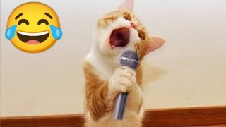 new funny animals  cats and dogs videos 😂🐕😹