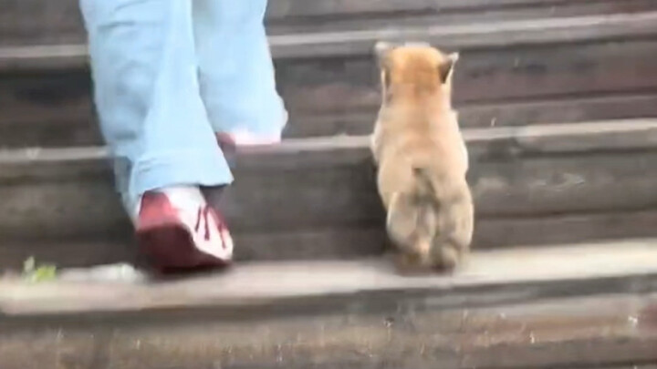 ในวินาทีนั้น ลูกสุนัขชื่นชมจนหลงใหลไปหมดแล้ว!