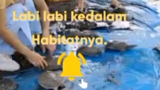 Melepas Puluhan Ekor Labi Labi ke dalam Kolam