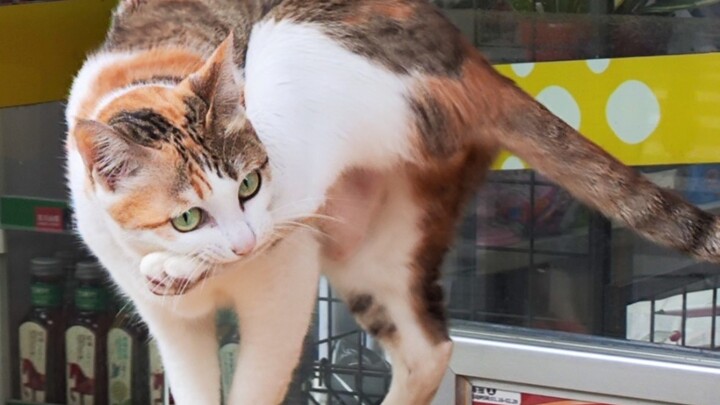 أيّ أقدام ياقوتية غريبة الشكل يا مياو؟