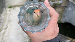 This is a self-indulgent parrot