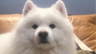 ลูกสุนัขก็รู้สึกน้อยใจได้เหมือนกัน แต่มันไม่มีพ่อแม่ พี่น้องอยู่ข้างๆ ในโลกของมันนั้น คุณคือทุกสิ่งท