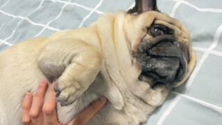 [Pecinta Anjing] Kutunjukkan Pug-ku yang perlu tidur 18 jam sehari