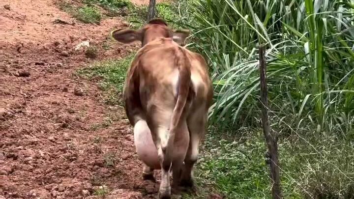 choti cow