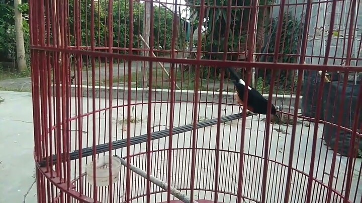 Sering terjadi kadang berbahaya !! Murai batu gacor jadi ngembangin bulu
