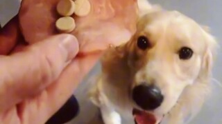 Comfort Dog: This lesson will teach you to be honest