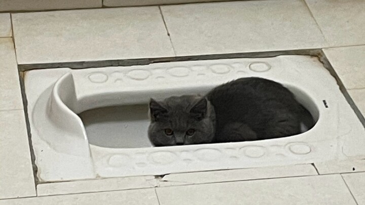 Ya ampun~ kucing ini memang nggak boleh dipelihara, para pencinta kucing! (Sebelumnya sampulnya ngga