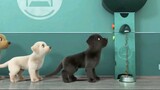 [AMV]A cute and thoughtful guide dog|<Southeastern Guide Dogs>