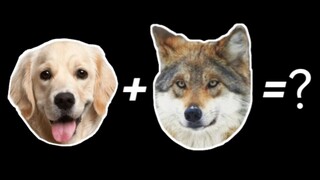 金毛 + 狼 = ？？？