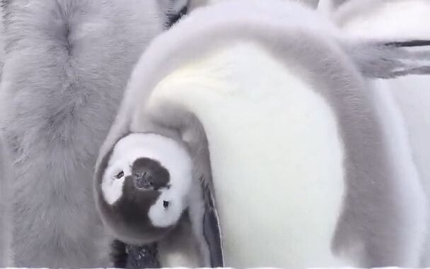 An emperor penguin chick pulls off an adorable head-tilt in the freezing wind.
