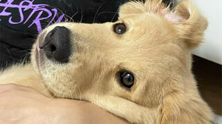The mental state of a dog owner should be like…