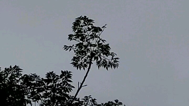 cành cây này hơi 🌚