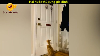 Hài hước thú cưng gia đình p5