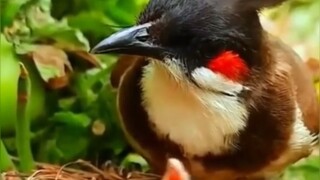 الأم العصفورة غير الكفؤة