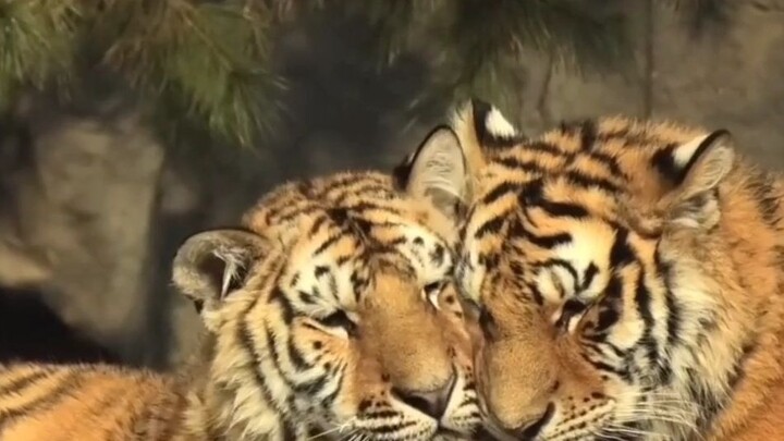 “Take My Brother Away!” A scene of a Northeastern tiger squeezing a kitten.