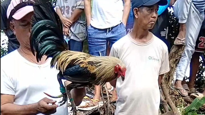 2x winner na ang aming  hiraw naka cross po yan sa  melsim napaka laki nang kalaban di pinaporma.