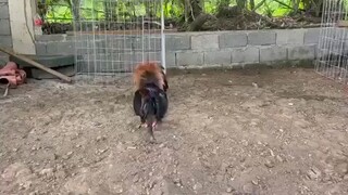 black velcro broodcock spar