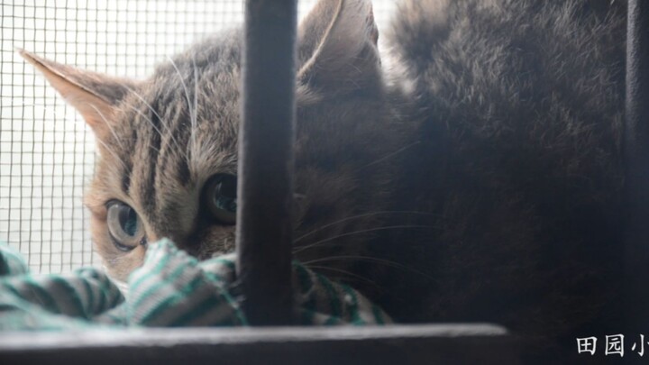 Kucing calico kecil yang super garang pun tak bisa lepas dari hukum “enak tapi nggak mau ngaku” — ba