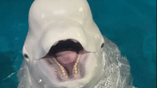 Xiao Hei takut aku memberi terlalu banyak ikan pada Da Bai.