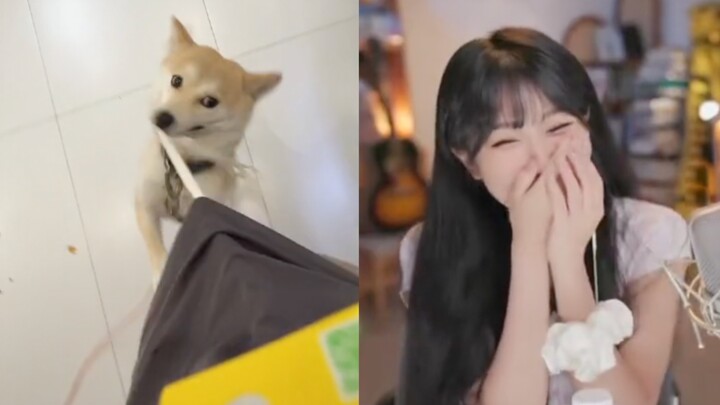 Shocking Accident! Liu Feier’s Sensitive Area Was Sneak-Attacked by a Dog After Being Caught Snatchi