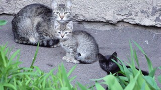 Baby kittens with feral mama cat